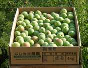 梅酒用 青梅 南高梅 (M〜3Lサイズ混合)