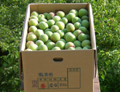 梅酒用 青梅 南高梅 (M〜3Lサイズ混合)
